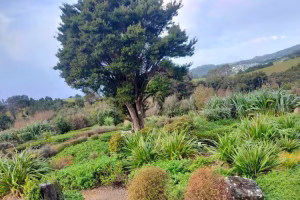 Deep Rooted Kiwi Plants that Prevent Soil Erosion