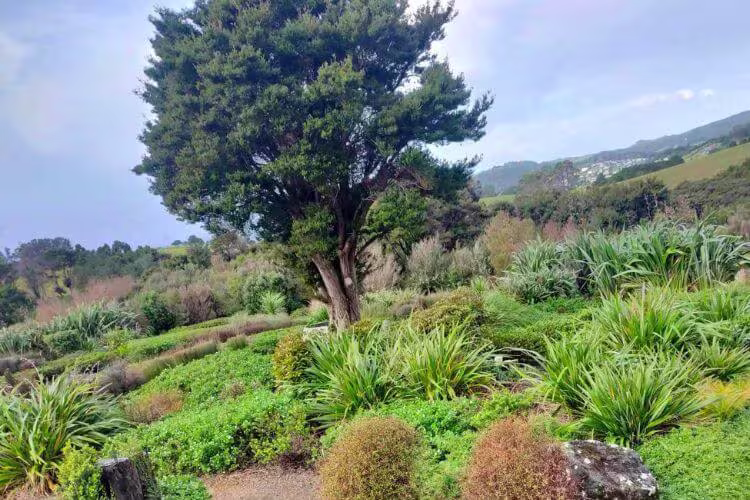 Deep Rooted Kiwi Plants that Prevent Soil Erosion